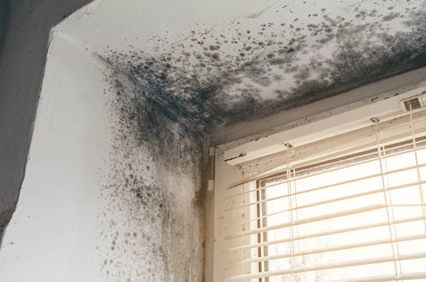 Affordable Mold Cleanup solutions in Stevenson, WA